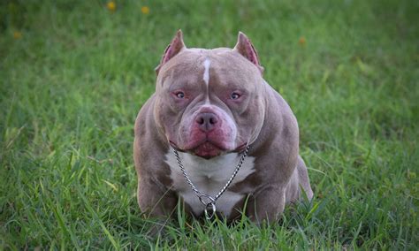 bully studs for sale